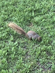 Sciurus niger