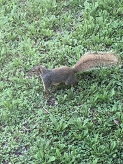 Sciurus niger