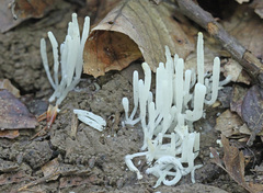 Clavaria acuta