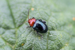 Podagrica fuscicornis