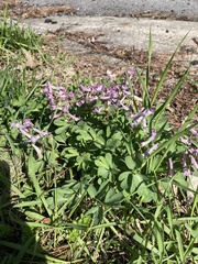 Corydalis solida