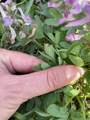 Corydalis solida