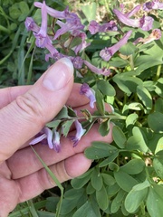 Corydalis solida