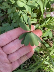 Corydalis solida