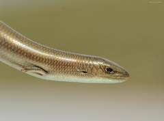 Chalcides mertensi