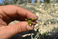 Fritillaria fleischeriana