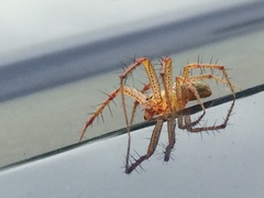 Oxyopes aglossus