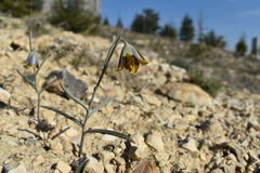 Fritillaria fleischeriana