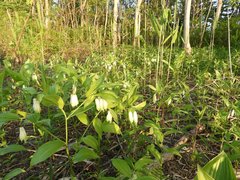 Disporum sessile
