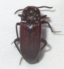 Stemmoderus singularis