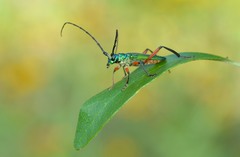 Plinthocoelium suaveolens