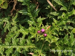 Cirsium japonicum australe