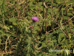 Cirsium japonicum australe