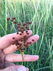 Juncus marginatus
