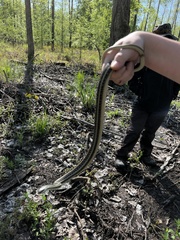 Thamnophis proximus