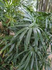 Rhapis excelsa