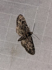 Eupithecia columbiata