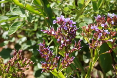 Limonium brassicifolium