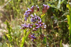 Limonium brassicifolium