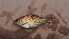 Barbodes banksi