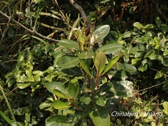 Planchonella obovata