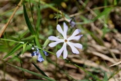 Phlox bifida