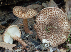 Lepiota eriophora