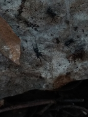 Liophrurillus flavitarsis