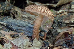 Lepiota eriophora
