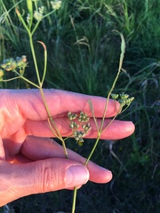 Limnosciadium pumilum