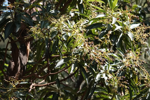 Arbutus canariensis image