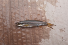 Rasbora cephalotaenia