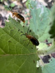 Phyllobrotica limbata