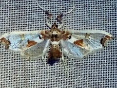 Neoleucinodes elegantalis