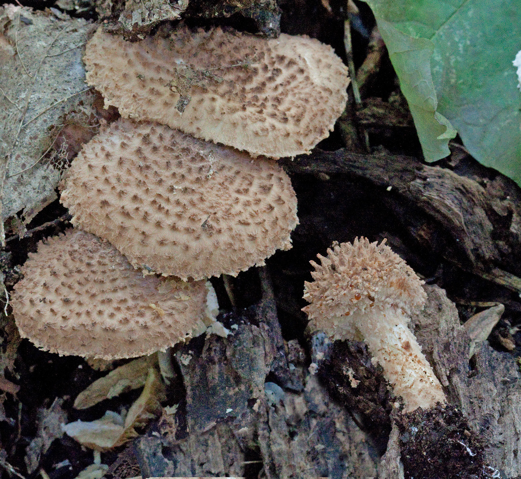 Lepiota eriophora