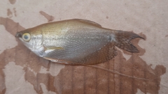 Trichopodus leerii