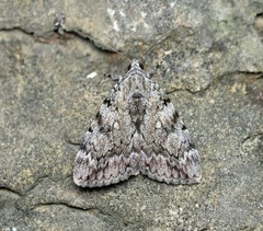 Catocala lineella