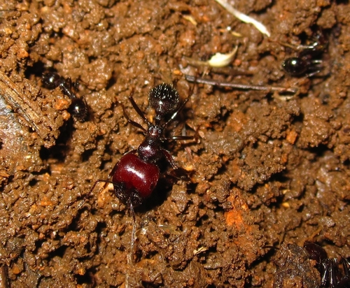 Messor alexandri