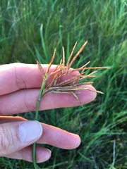 Cyperus articulatus