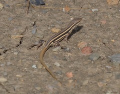 Psammodromus algirus