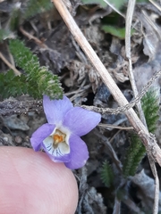 Viola suavis