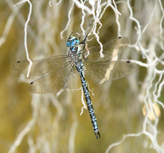 Caliaeschna microstigma