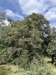 Quercus greggii