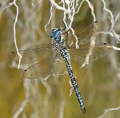 Caliaeschna microstigma