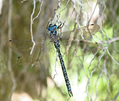 Caliaeschna microstigma