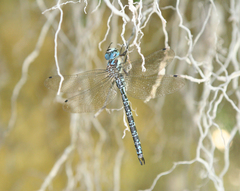 Caliaeschna microstigma