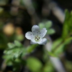 Nemophila pedunculata