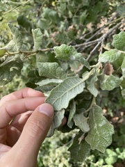 Quercus greggii