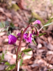 Lathyrus vernus