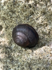 Helminthoglypta ayresiana